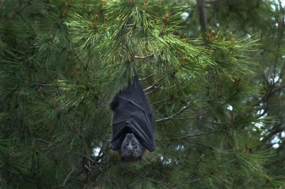 Research team finds 24 unknown bat coronaviruses in China