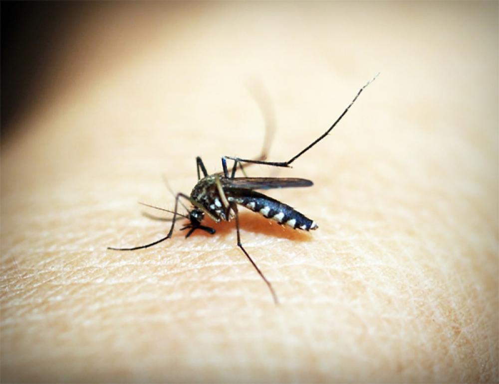 Dengue fever hits Sri Lanka