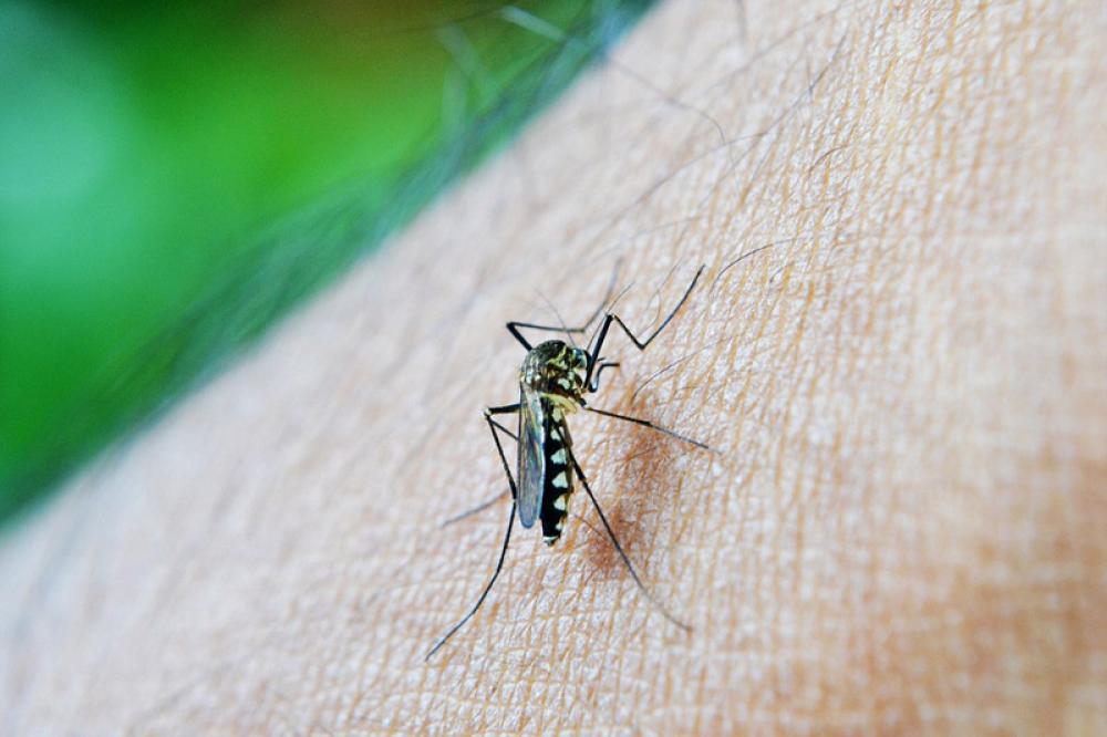 Eight more dengue patients recorded in past 24 hours in Bangladesh