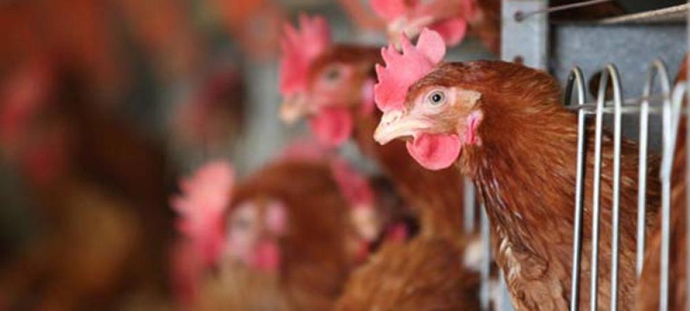 Avian flu reappears in Cambodia, UN health agency warns