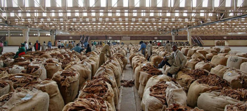 Stop tobacco farming, grow food instead, says WHO Stop tobacco farming, grow food instead, says WHO
