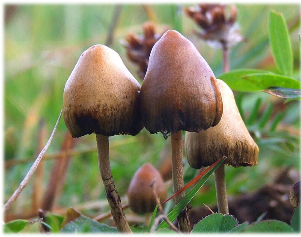 Australia authorises MDMA, magic mushrooms use, but who can access them