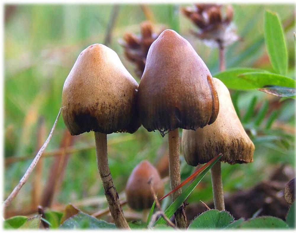 Australia authorises MDMA, magic mushrooms use, but who can access them Australia authorises MDMA, magic mushrooms use, but who can access them