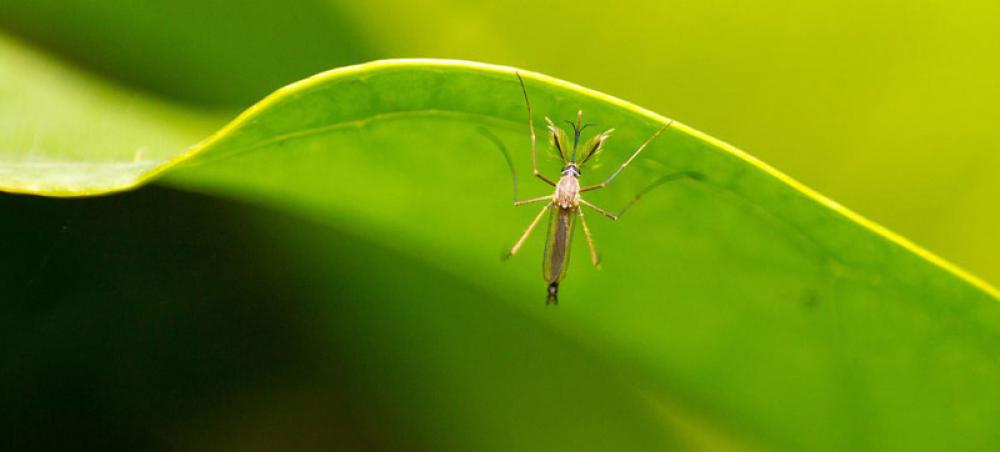 Spike in dengue cases due to global warming, alerts WHO