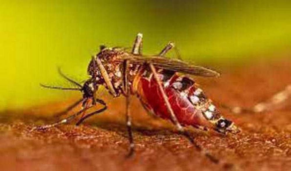 Bangladesh records highest spike in Dengue cases in past 24 hours, death toll touches 364