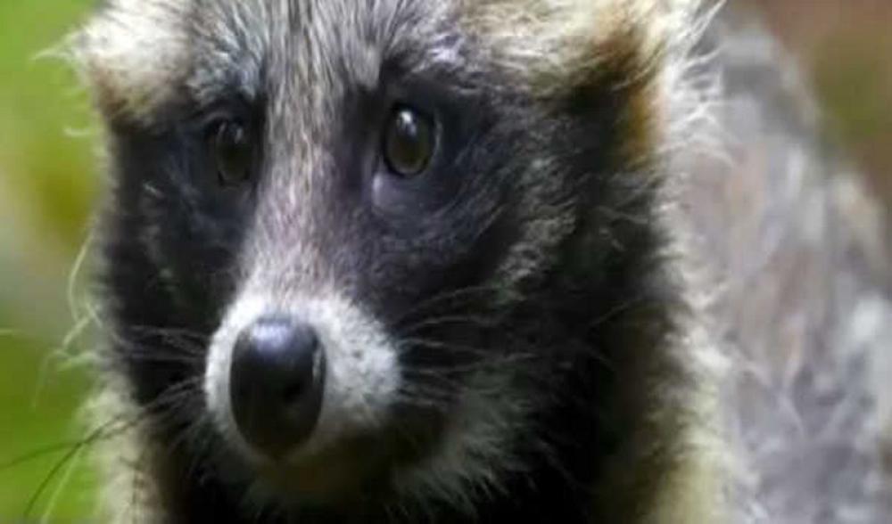Scientists confirm existence of Raccoon Dogs at Wuhan market prior to COVID-19 outbreak