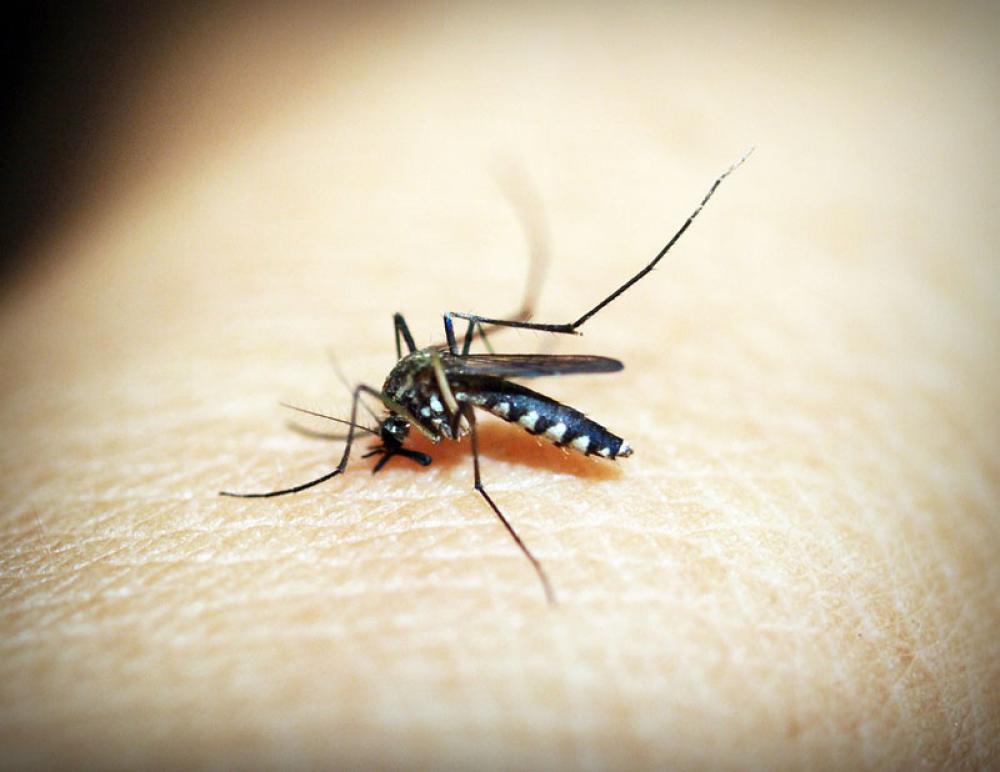 WHO urges increased implementation of recommended tools to combat malaria