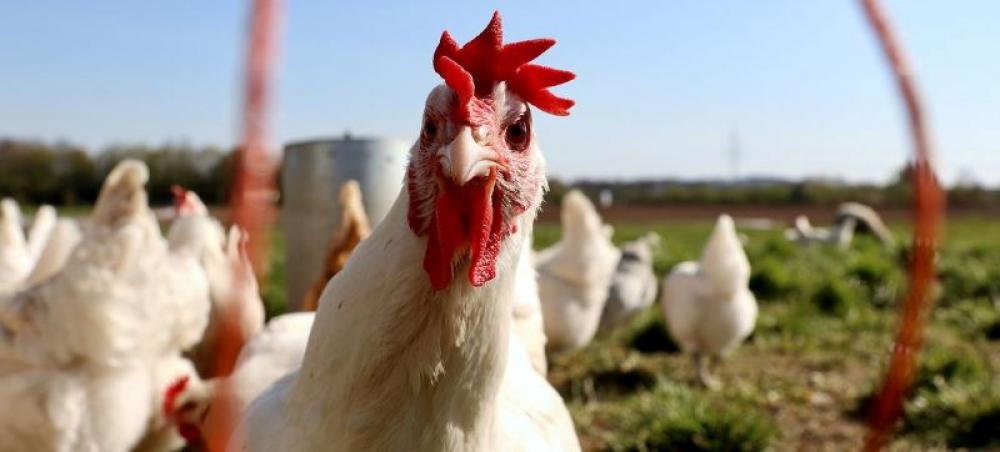 There is no sign yet of H5N1 bird flu spreading between humans, says WHO