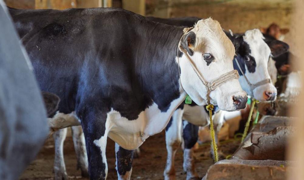 FAO calls for action amid foot-and-mouth disease outbreaks FAO calls for action amid foot-and-mouth disease outbreaks
