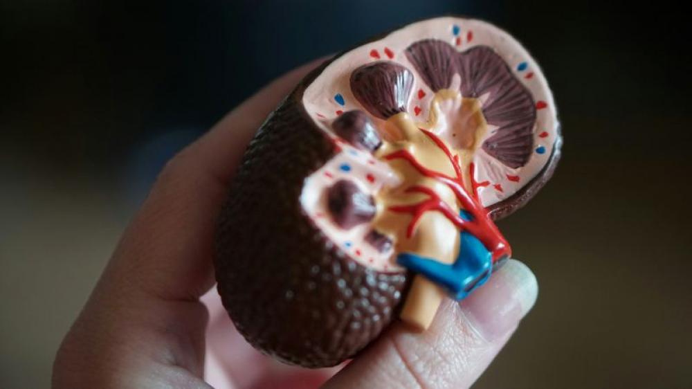 Scientists discover new ways to predict course of chronic kidney disease Scientists discover new ways to predict course of chronic kidney disease