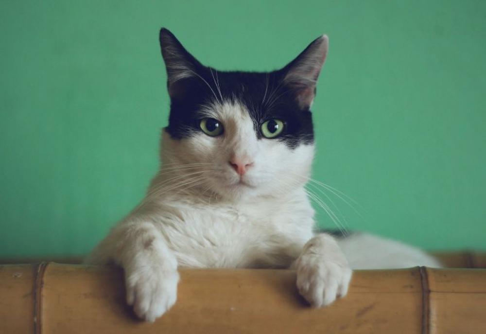 Could your pet cat unlock the secrets of staying sharp as you age? 