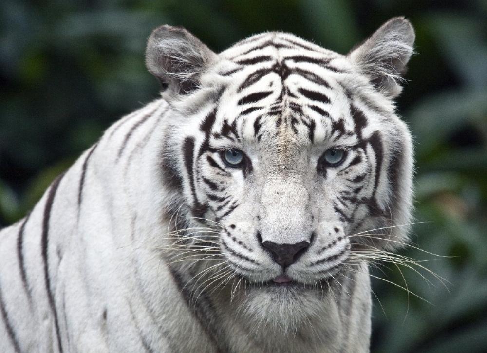 Japan: Zookeeper mauled to death by rare white tiger