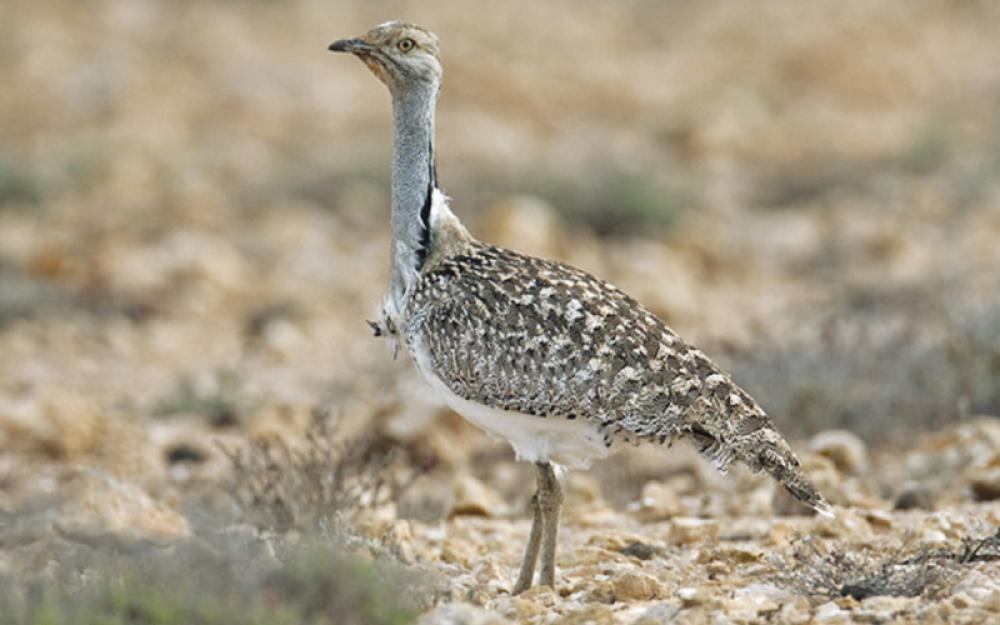 Pakistan Diplomacy: 14 Arab Royals given permit to hunt endangered Houbara bustard in Sindh this winter