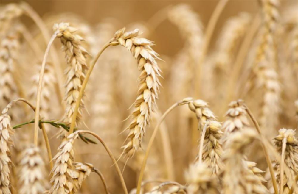 Afghanistan: Taliban bans wheat export