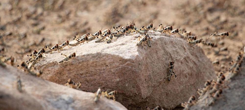 UN agriculture agency helps protect against threat of locusts in Yemen