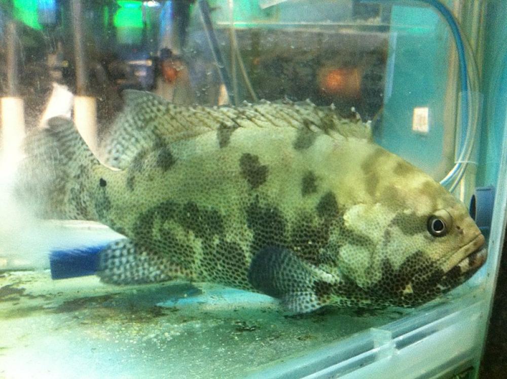 China bans import of Taiwanese Grouper fish China bans import of Taiwanese Grouper fish