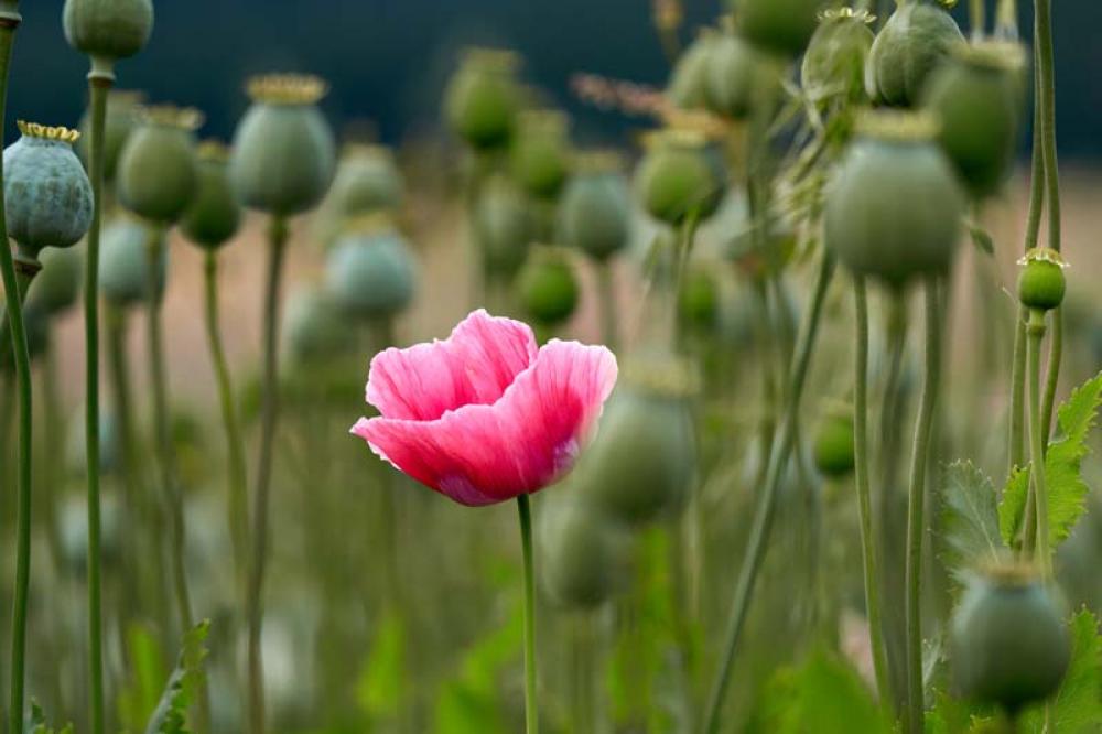 Afghanistan: Taliban govt bans poppy cultivation 