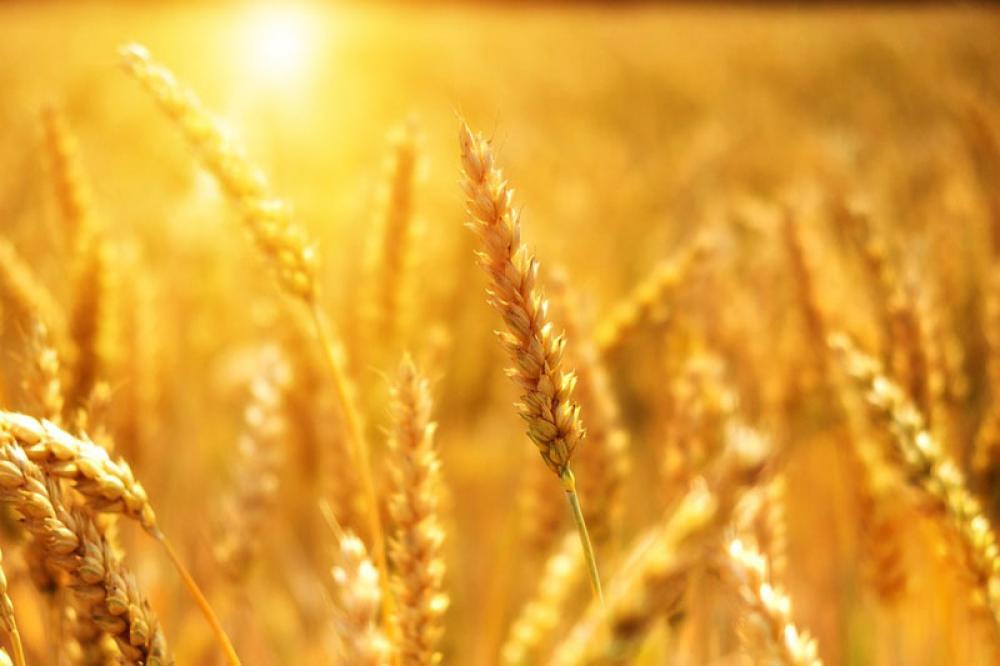Afghanistan: Chamber of Agriculture and Livestock seeks UN's support for wheat storage facilities Afghanistan: Chamber of Agriculture and Livestock seeks UN's support for wheat storage facilities