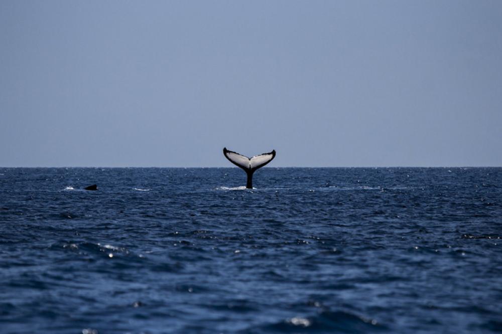 Australia: 51 stranded whales die 