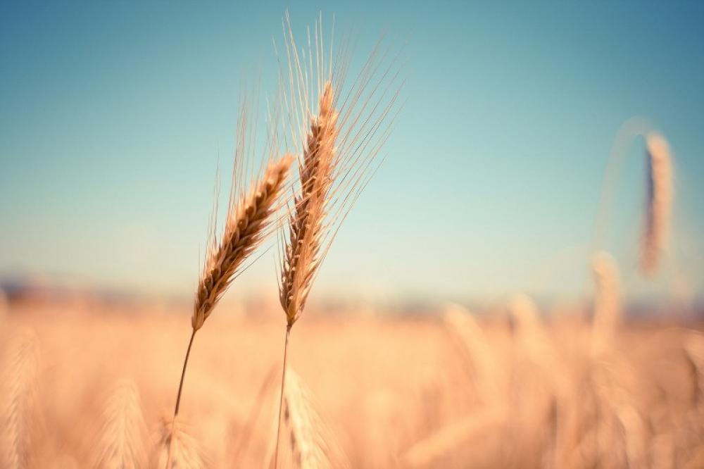 India supplied 47,500 metric tons of wheat to Afghanistan since Taliban takeover India supplied 47,500 metric tons of wheat to Afghanistan since Taliban takeover