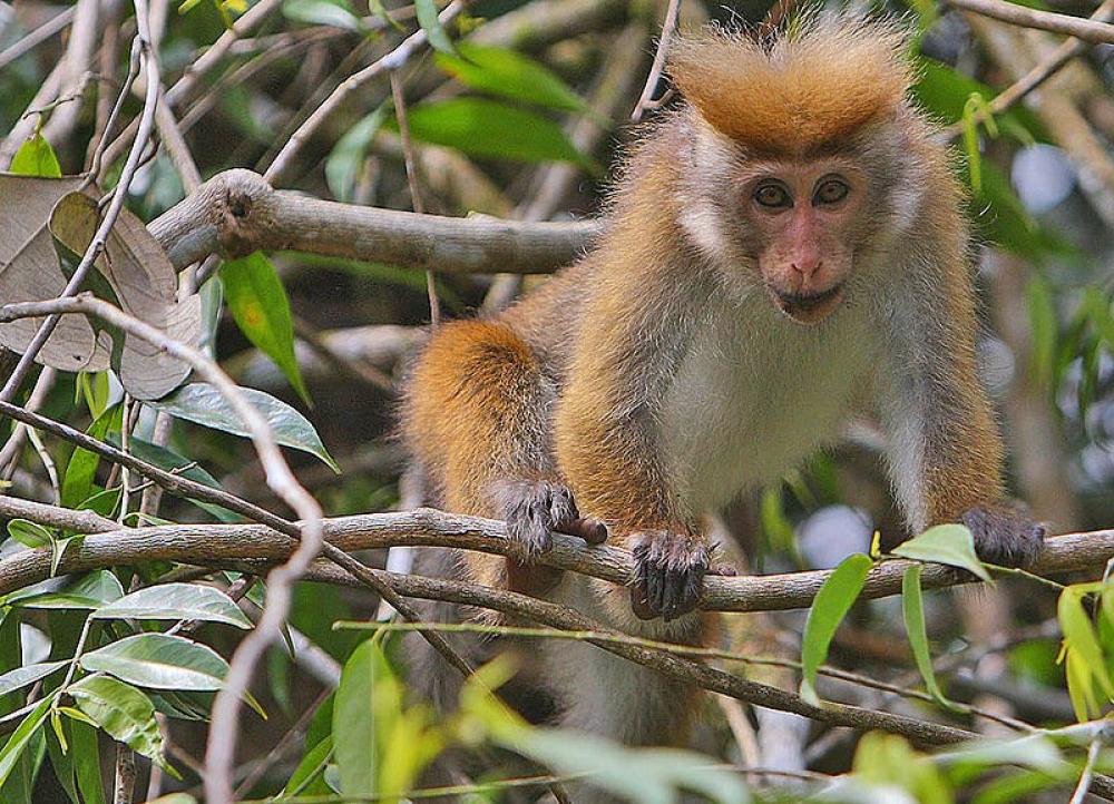 Toque Macaque: Activists express fear over proposal to export 100,000 monkeys from Sri Lanka to China
