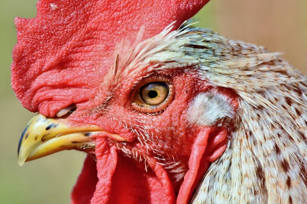 China: Man imprisoned for frightening chickens to death