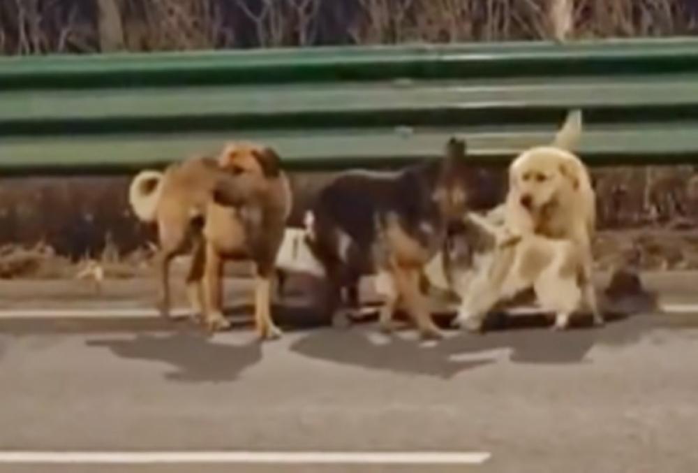 Seven stolen dogs escape meat traders in China, walk 17 km together to return home 
