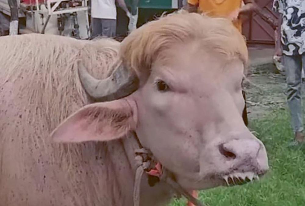 Bangladesh: 700-kg pink buffalo nicknamed &lsquo;Donald Trump&rsquo; becomes Eid market&rsquo;s biggest attraction 