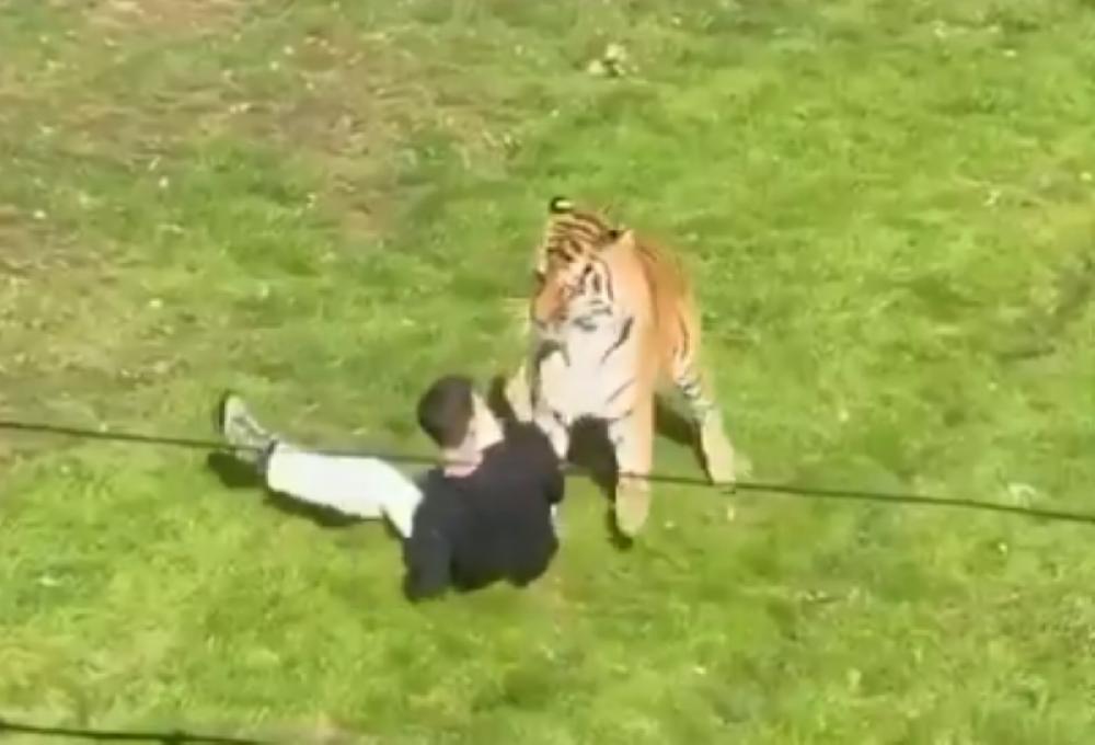 Tiger mauls man to death at UK Wildlife Park after he enters enclosure