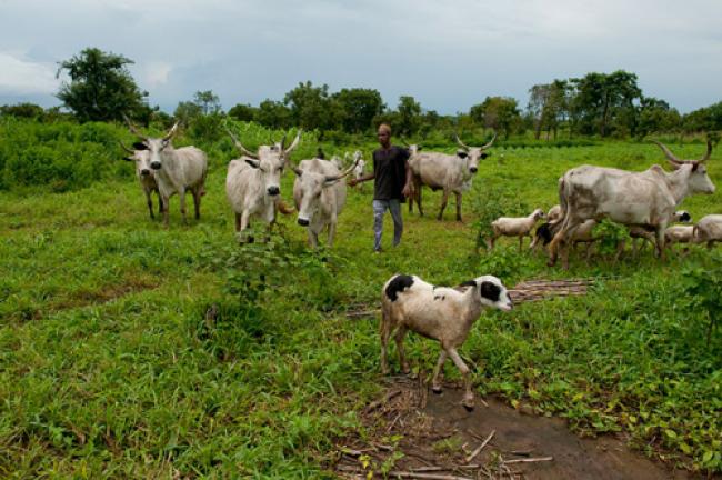 UN, China open door to carbon financing for herders