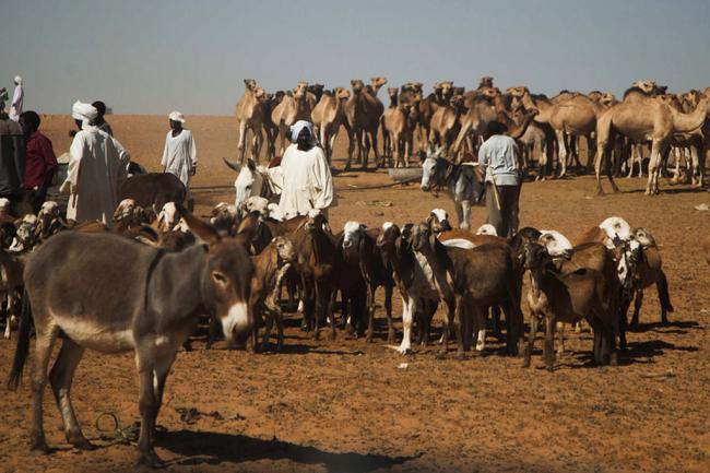 Ban condemns destruction of villages, displacement of thousands in Darfur