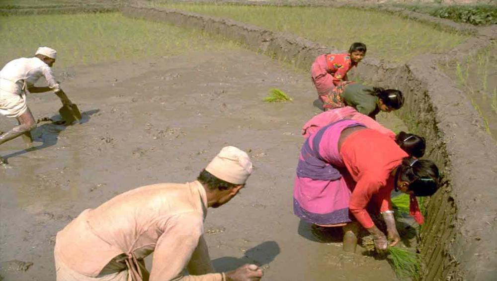 Over 14,000 farmers in rural Nepal to benefit from new UN project