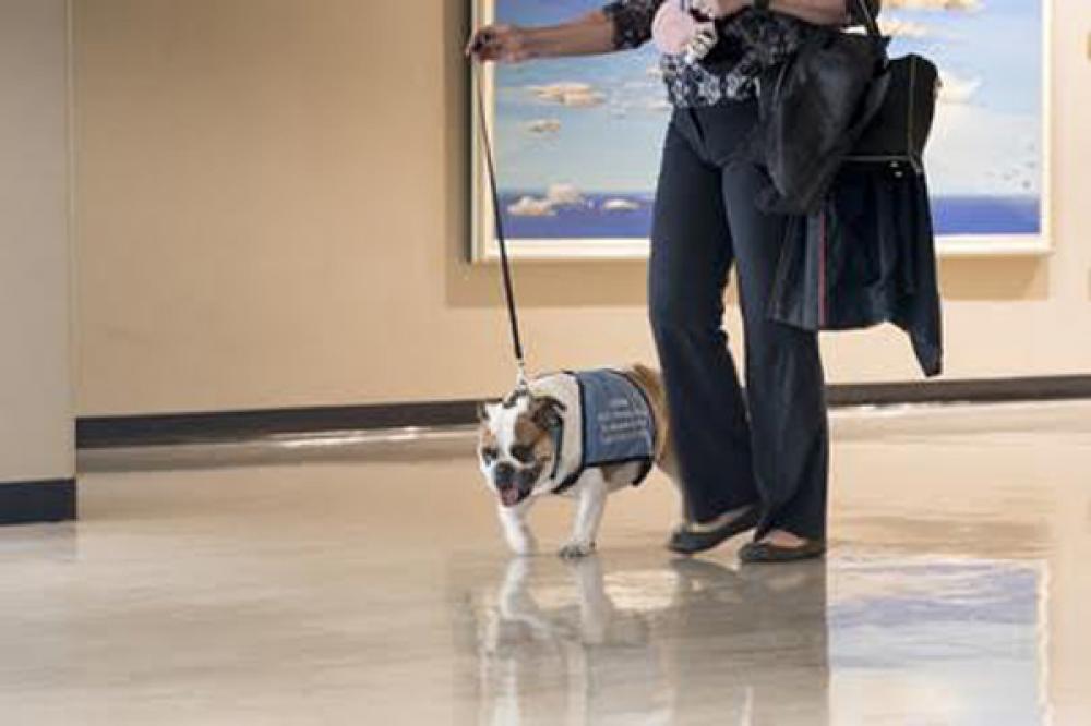 Chloe the Therapy Dog at UN Headquarters