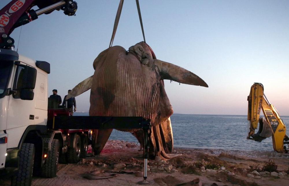 Crane removes an eight-meter-long dead whale in Athena Athens*