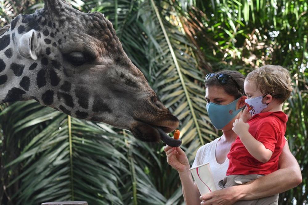 Singapore Zoo reopens after lockdown