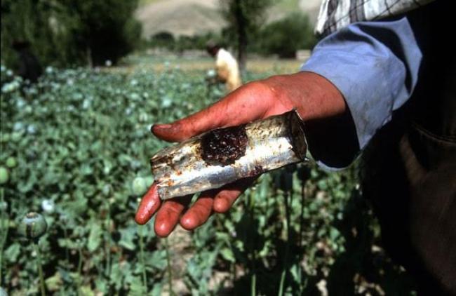 After six years on the rise, Afghan opium crop cultivation declines: UN survey