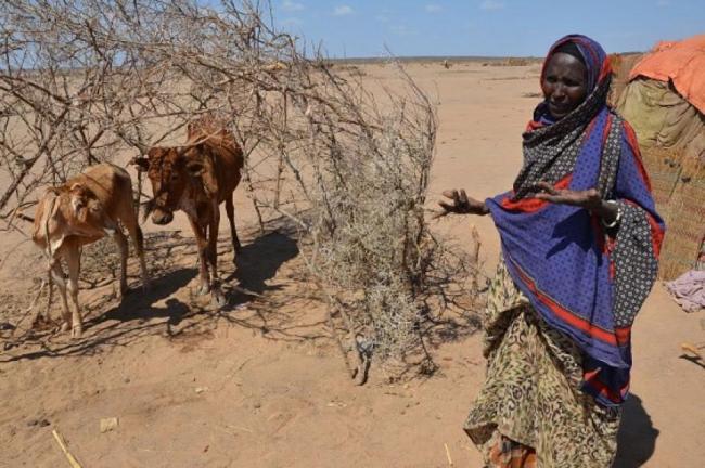 Drought drives food price spike in East Africa, UN warns