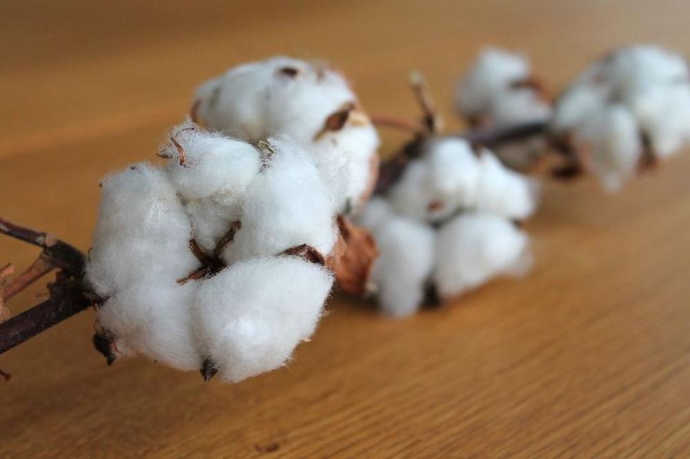 Pakistan still continues cotton trade with China's controversial Xinjiang region